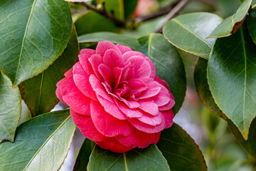 Horizontal photo of a fully open pink camellia japonica flower between the stems and green leaves...