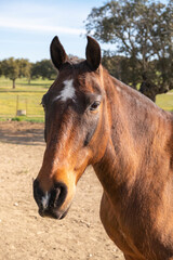 Naklejka na ściany i meble Portrait of a nice brown horse on a livestock farm.
