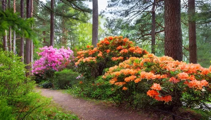 Tafelkleed flowering season of rhododendrons in a botanical garden in spring deciduous bush of japanese rhododendron with salmon flowers in the coniferous forest beautiful orange azalea in bloom among pines © Ashley
