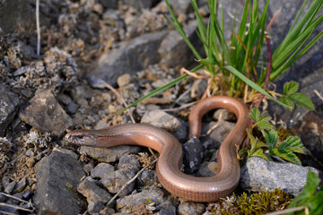 Common Slow Worm // Blindschleiche, Westliche Blindschleiche (Anguis fragilis) 