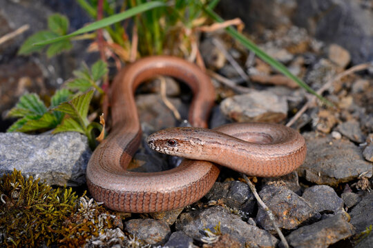 Common Slow Worm // Blindschleiche, Westliche Blindschleiche (Anguis fragilis) 