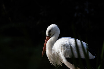 White stork bird profile on dark background