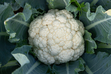Fresh organic raw Cauliflower top view with green leaves in the garden. Selective Focus