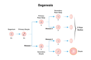 Oogenesis Process Scientific Design. Vector Illustration.	
