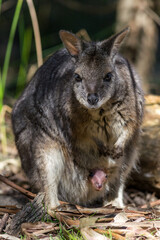 Naklejka na ściany i meble Wallaby mom with a baby joey in its pouch in South Australia.