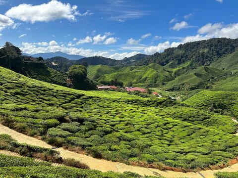 cameroon highland valleys