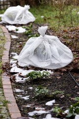 Plastic foil covering flowers in the garden, plant covered by foil against the frost in winter,...