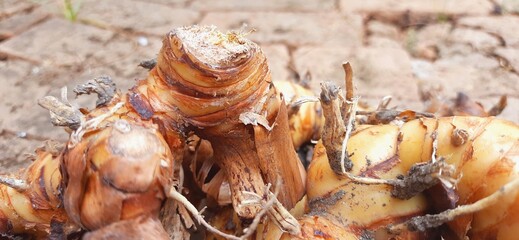 Fresh galangal or alpinia galanga or lengkuas rhizomes for seasoning food
