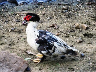 Kandy und Bogambara-See und die Tierwelt