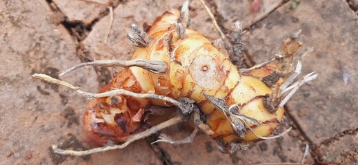Fresh galangal or alpinia galanga or lengkuas rhizomes for seasoning food
