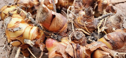 Fresh galangal or alpinia galanga or lengkuas rhizomes for seasoning food
