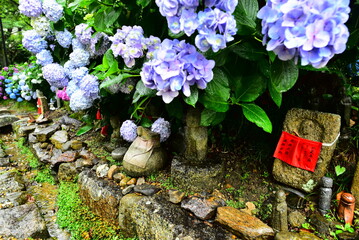 奈良県の矢田寺の紫陽花