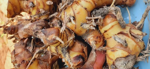 Fresh galangal or alpinia galanga or lengkuas rhizomes for seasoning food
