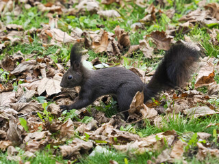 Naklejka na ściany i meble squirrel on the ground