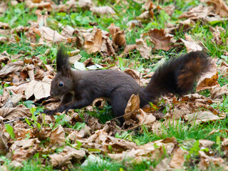 squirrel on the ground