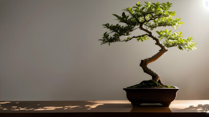 bonsai plants kept indoors