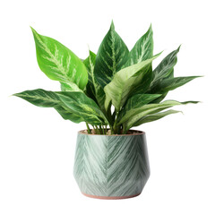 Aglaonema (Chinese Evergreen) plant in transparent PNG format
