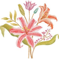 lily isolated on white