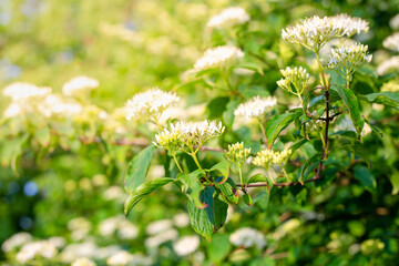 White spring elderberry flowers in the garden, soft focus. Spring time