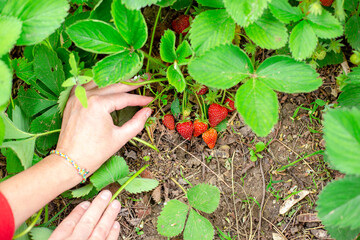 woman collects ripe strawberries from the bushes in the garden. Berry harvest