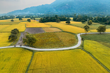 December 10, 2023: panoramic view of Ta Pa fields, An Giang province, Vietnam during the ripe rice...