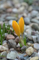 Spring blooming Crocus olivieri in the garden