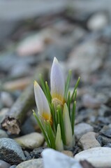 Spring blooming Crocus sieberi "Cream Diamond"
