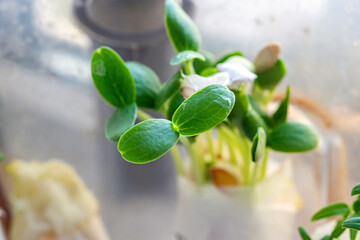 Microgreen sprouts of arugula close-up on a light background