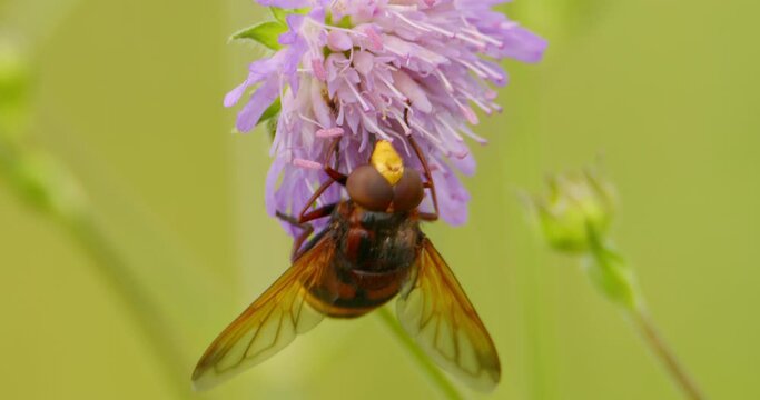 Extreme close up of hornet mimic hoverfly eating a nectar of flower