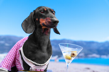 Elegant, refined dog in dress with string of pearls, glass of martini proudly looks into distance at beach party of luxury all-inclusive hotel on first coastline. Seductive escort with cocktail on sea