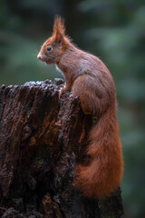 Beautiful and cute Eurasian red squirrel (Sciurus vulgaris) on a tree trunk eating a nut in the forest Noord Brabant iin the Netherlands. Green background.