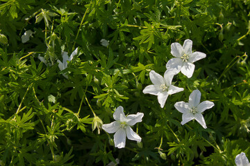 a white flower Geranium sanguineum close-up. White garden flowers growing in the bed