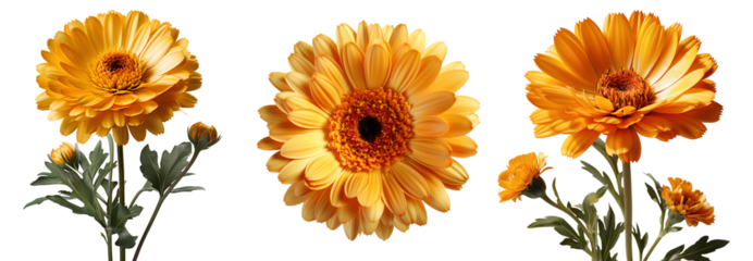 calendula flower set png. calendula flower isolated. calendula top view. calendula flat lay png. orange flower isolated. orange flowers png. colourful flowers pack png