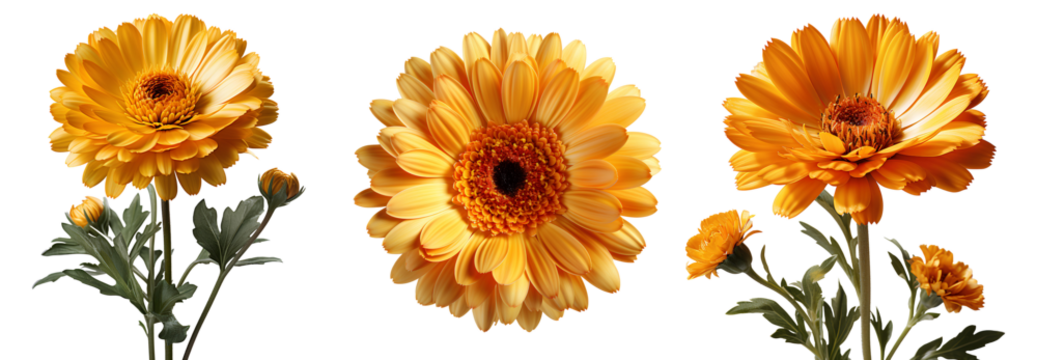 calendula flower set png. calendula flower isolated. calendula top view. calendula flat lay png. orange flower isolated. orange flowers png. colourful flowers pack png