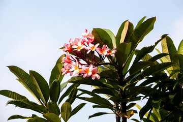 Frangipani flowers on the tree in the garden. Close up.