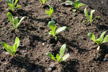 花壇に規則的に植えられた小さな苗