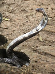 Schlangenbeschwörer in Ella auf Sri Lanka