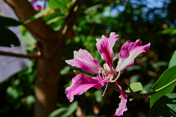 Close-up view of pink Bauhinia x blakeana flower in bloom