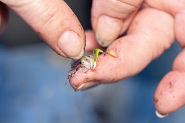 Farmer taking sprouted seeds from toilet paper after germination