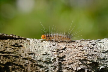 a orange yellow caterpillar crawling on a brown tree trunk. the caterpillar will metamorphose into...