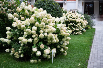Summer private garden with blooming hydrangea Annabelle. Lush lawn edge, beautiful path. Landscape...