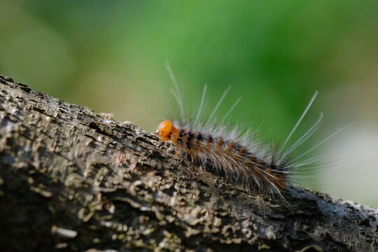 a orange yellow caterpillar crawling on a brown tree trunk. the caterpillar will metamorphose into a butterfly or moth. This insect likes to eat plant leaves. macro photography.