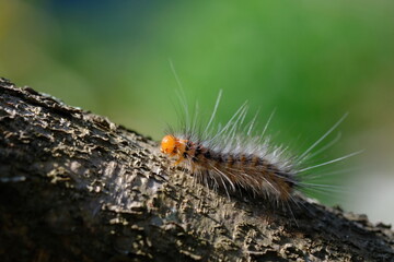 a orange yellow caterpillar crawling on a brown tree trunk. the caterpillar will metamorphose into a butterfly or moth. This insect likes to eat plant leaves. macro photography.