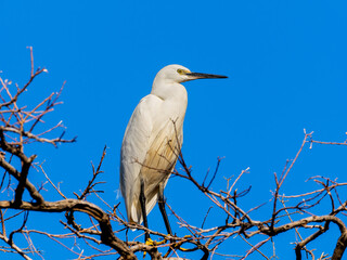 木の枝にとまるコサギ