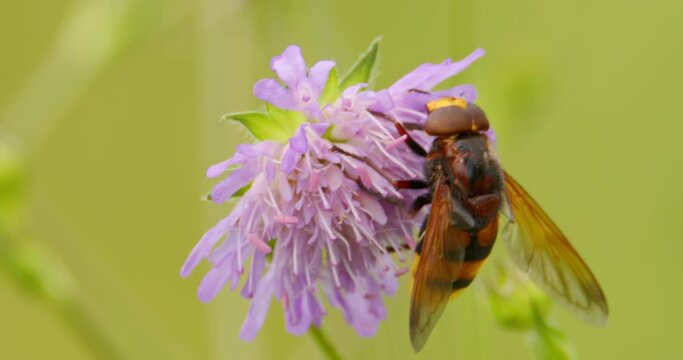 Extreme close up of hornet mimic hoverfly sucking on nectar of scabiosa flower