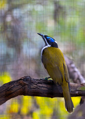 Blue-faced Honeyeater (Entomyzon cyanotis) Outdoors