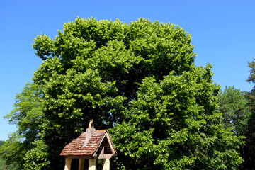Close up of a magnificent Lime Tree against a background of a beautiful blue sky, also known as a...