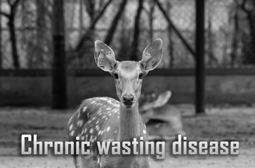 Chronic wasting disease (CWD), sometimes called zombie deer disease,Animal disease