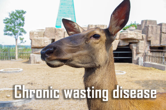 Chronic wasting disease (CWD), sometimes called zombie deer disease,Animal disease