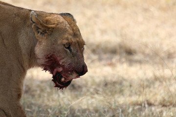 Tête de lionne ensanglantée